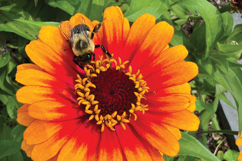 Dirt: Before The Fall